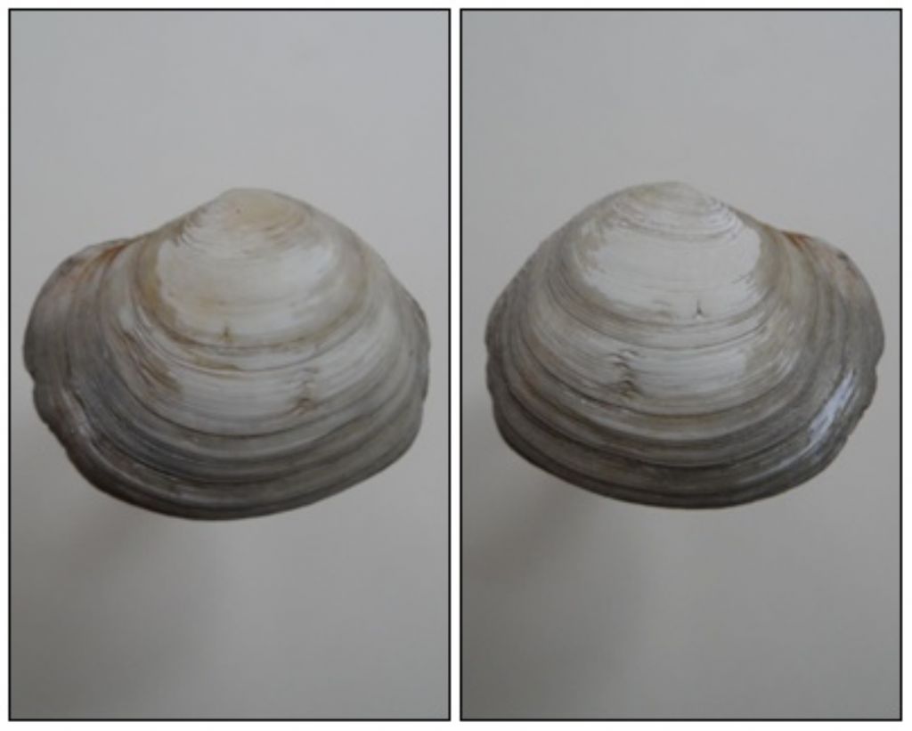 Bivalve per identificare